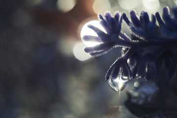 a drop of water on a flower petal. lavender. blue flower macro with beautiful bokeh in the rain