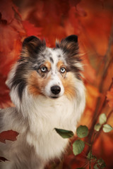 Sheltie Herbst