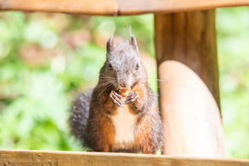 Eichhörnchen - Sciurus