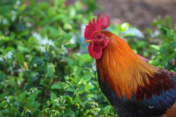 Portrait of a Rooster in Ybor city