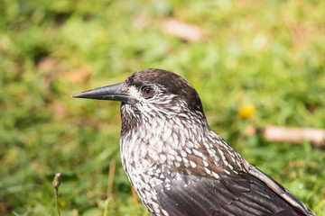 Obraz premium Tannenhäher - Nucifraga caryocatactes