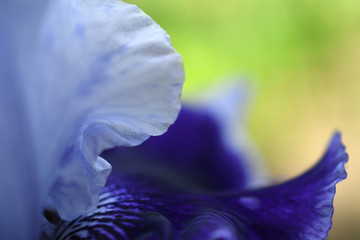 Blue iris petals