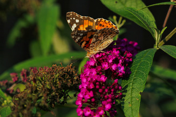 Ein Distelfalter Schmetterling sitzt auf eine lila Blüte im Sonnenschein im Sommer Vanessa cardui Cynthia cardui