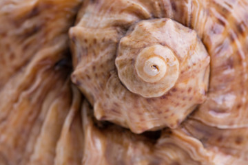 Seashell. Spiral of a sea shell close-up. Golden ratio in the nature of sea shells.