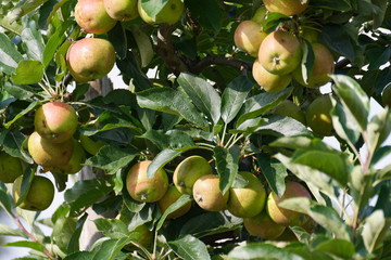reife Äpfel hängen am Baum