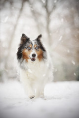 Sheltie Schnee