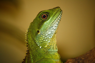 green lizard