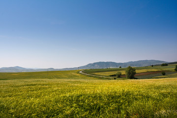 Grain fields in North Macedonia