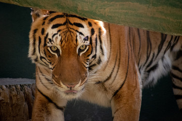 Tiger staring, standing under a log