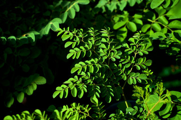 Early morning sunlight on cluster of young moringa tree leaves with deep shadows
