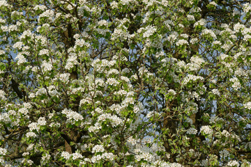Obstbaum in voller Blüte