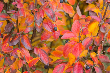 Fototapeta na wymiar autumn berries and red and yellow leaves of black rowan