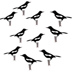 Obraz premium silhouettes of birds