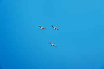 White pelicans, wings spread, flying in a blue sky.