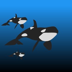 Obraz na płótnie Canvas Design of killer-whale in the sea on gradient background 