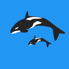 Killer whale jumping out of water