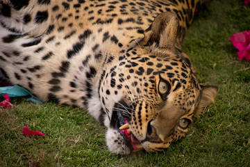 Fototapeta na wymiar Tired leopard laying on the ground