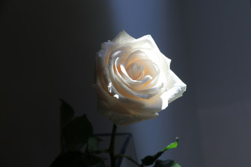 white rose on black horizontal