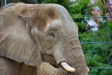 LOXODONTA AFRICANA or the African Elephant is one of the largest land animals. Mammal with ivory tusks. Headshot, profile, portrait, Up close