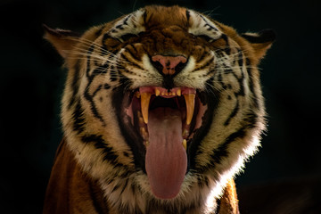 Close up of a tiger face
