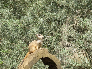 Tiere