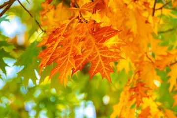 Fototapeta na wymiar Quercus rubra L., Red Oak in Autumn on the Sky Background