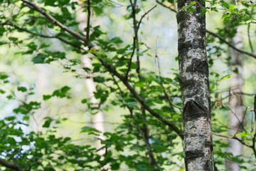 Birkenwald