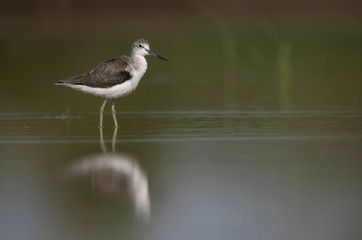Common green Shank  with reflection in water