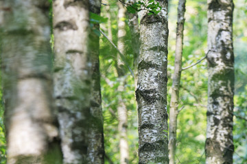 Fototapeta premium Birkenwald