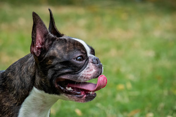 Portrait boston terrier pure breed in garden