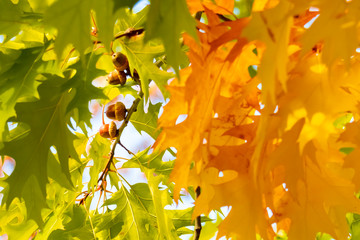 Quercus rubra L., Red Oak in Autumn on the Sky Background