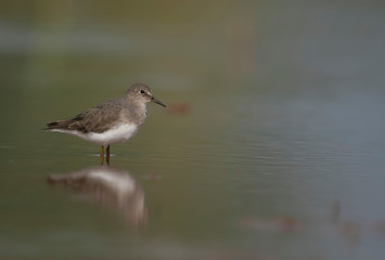 Temminck's stint with reflection in water