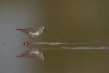 Temminck's stint with reflection in water