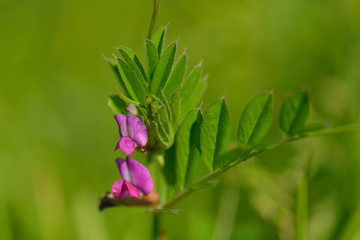 Blüten der Futterwicke