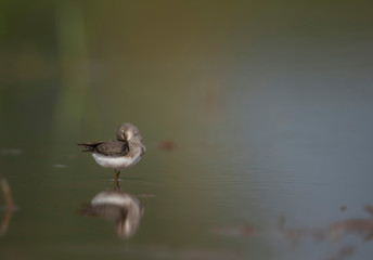 Temminck's stint with reflection