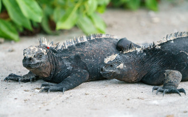 Galapagos Dragon