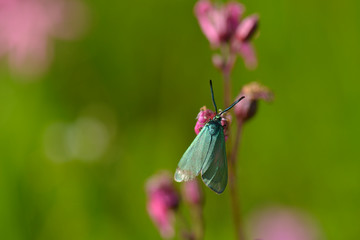 Ampfer-Grünwidderchen (Adscita statices)