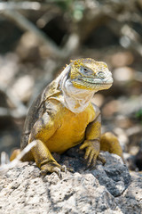 Galapagos Dragon