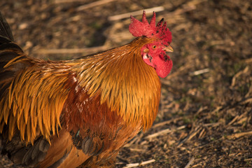 A red chicken
