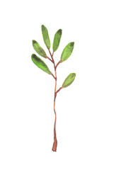 Watercolor hand painted element. Green leaf. Nature detail image for design projects.