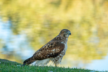 Hawk perching