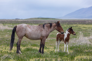 Wild Horse Mare and Foal in Spring in the Utah Desert