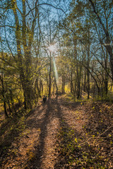 Fototapeta premium Green forest with trees