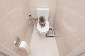 Gray cat sitting on toilet bowl in restroom
