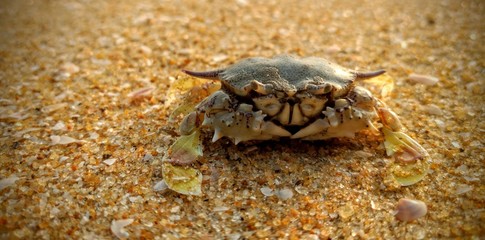 crab on the beach