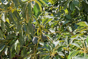 Fruit trees with avocados on a summer afternoon, in Frigiliana
