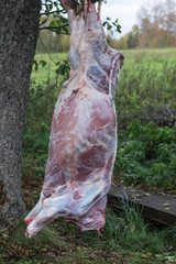 Cutting calf carcass outdor. Carcass hanging on a tree