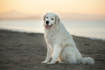 Beautiful, happy and free maremmano abruzzese dog on the beach. Big fluffy white dog at golden...