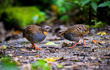 Two Rufous-throated Partridge feeding on the ground in the forest.