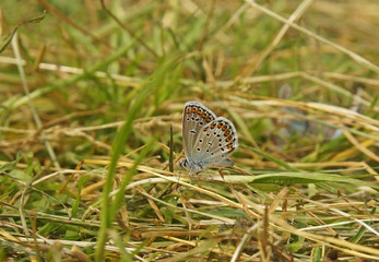 Lovely butterfly with orange spots sitting in the grass